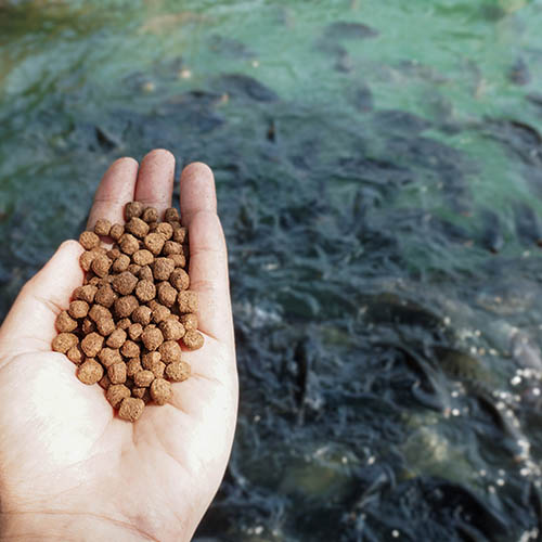 Farmed salmon feed